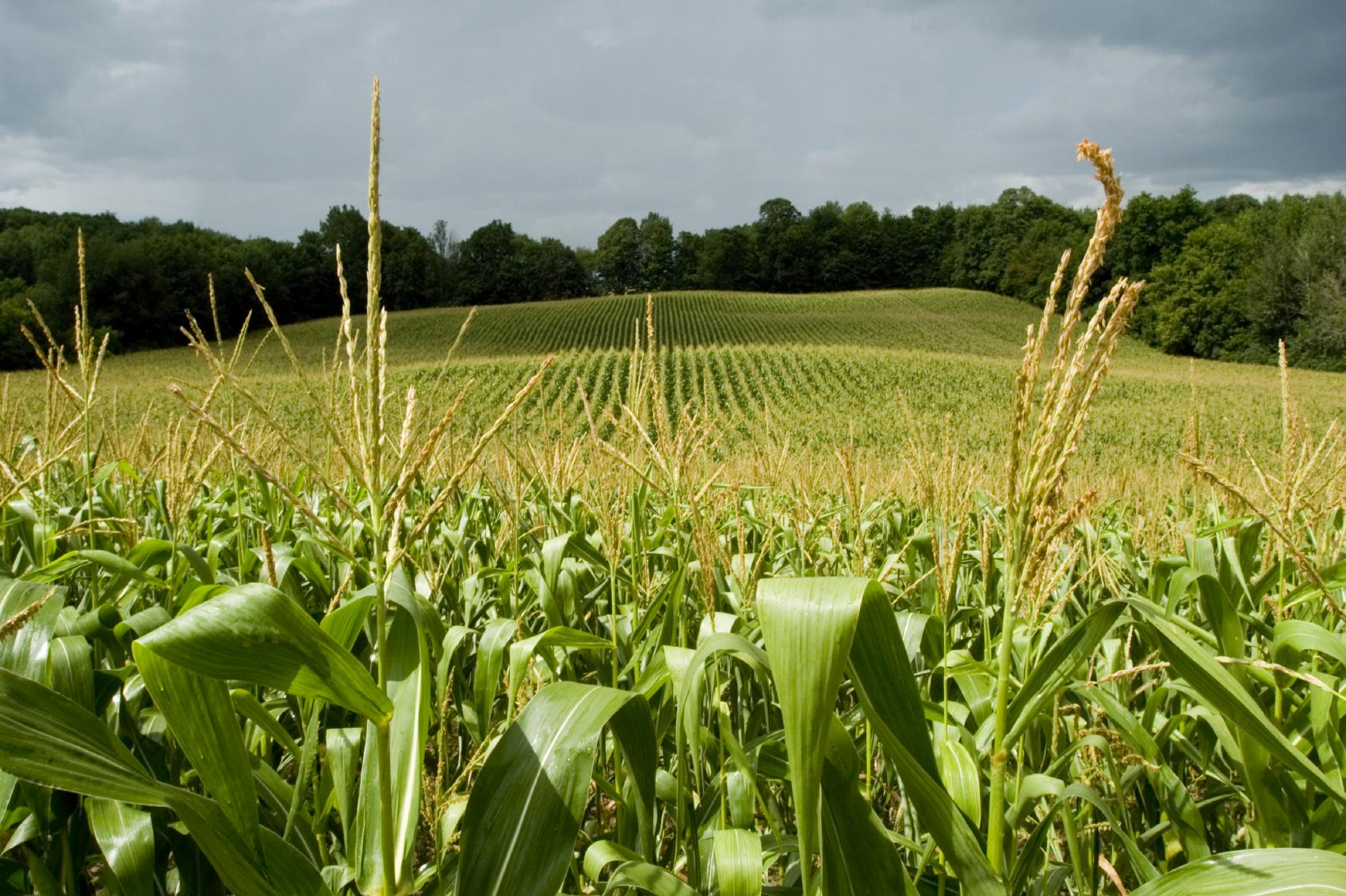 Crop на русском. Кукурузное поле. Кукурузные поля Молдавии. Растениеводство кормовые культуры. Поля кормовых культур.