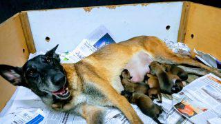 perros
