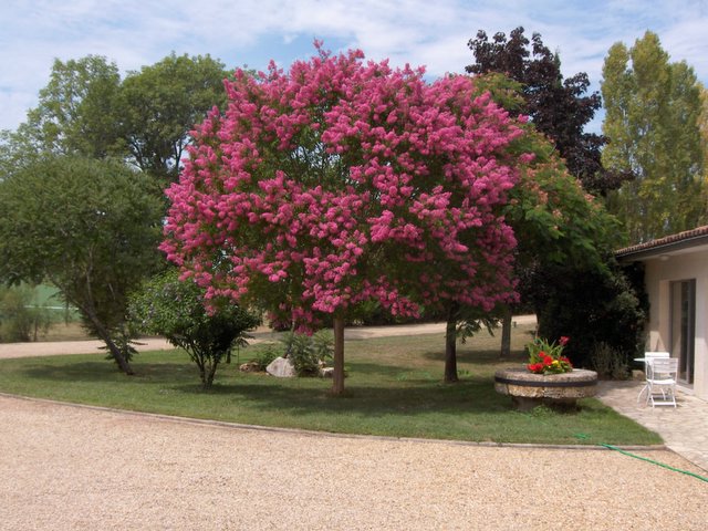 arboles