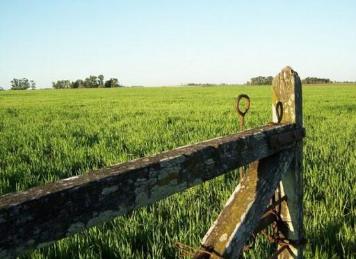 campo