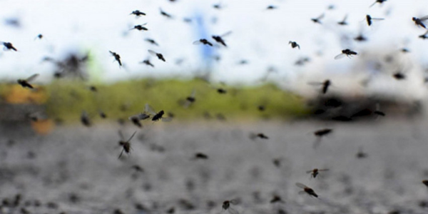 Invasion-mosquitos-2024