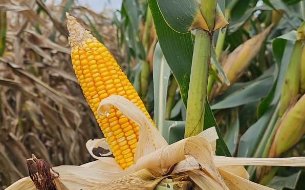 F18-1 NOTA MARTINA AGRO