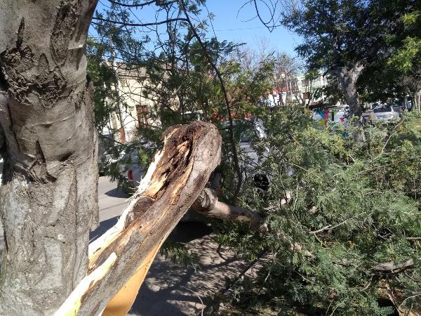 El fuerte viento puso al descubierto que varios árboles están “enfermos”