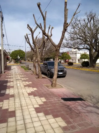 ARBOL