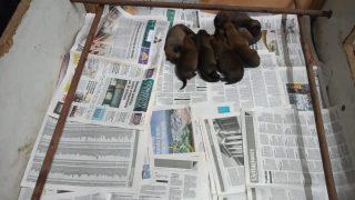 perros 1