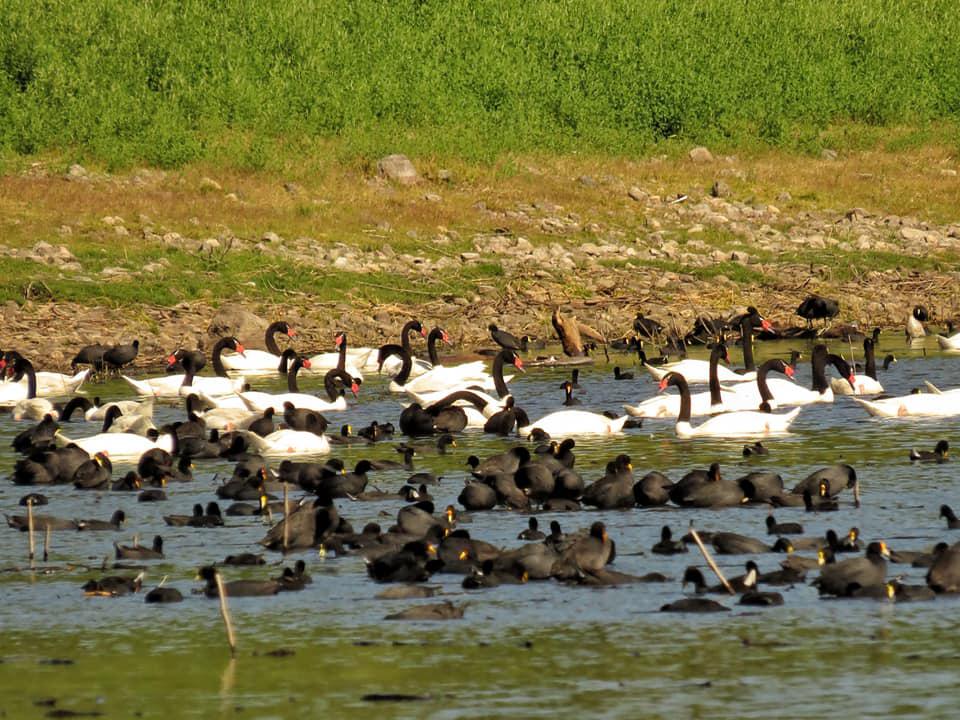 REGIONALES - Calamuchita1