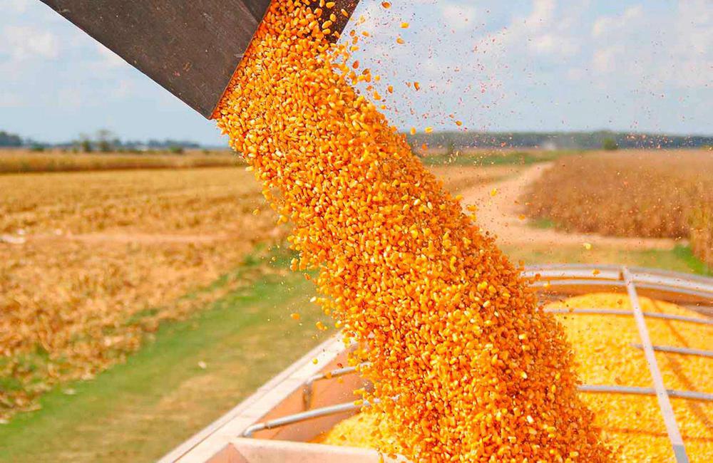 AGRO Maiz