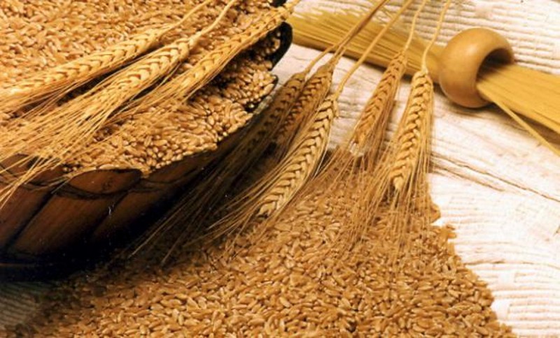molindas de trigo