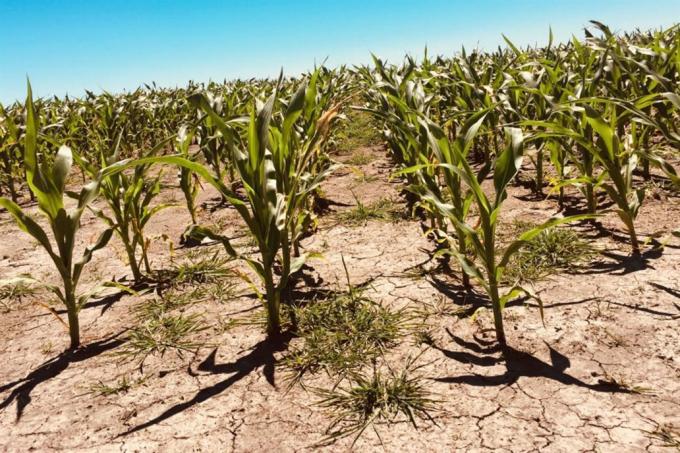 AGRO Sequía 1