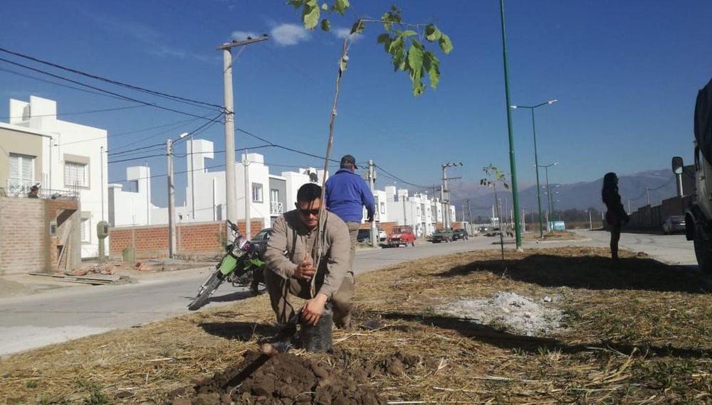 arbol