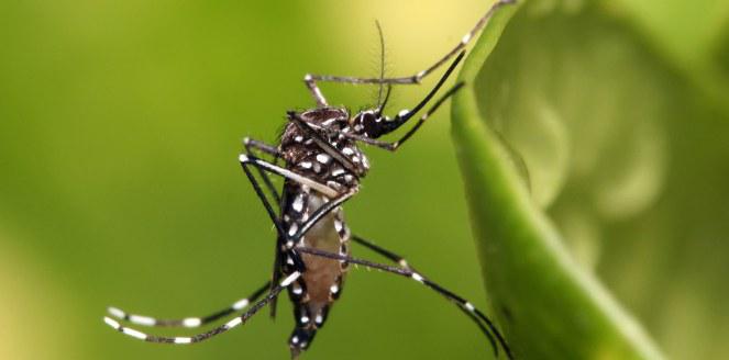 aedes