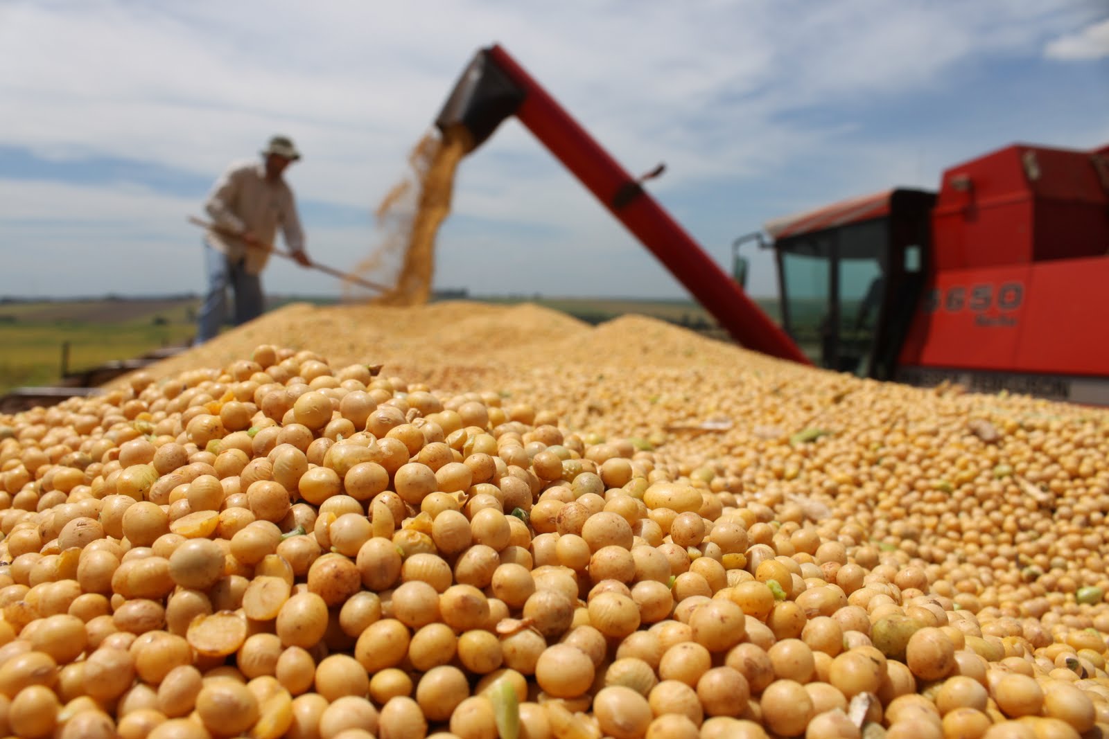 agro Soja