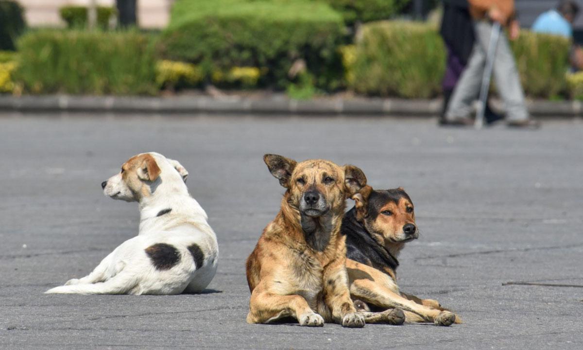 LOCALES Perros (1)