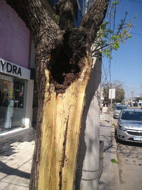 arbol2