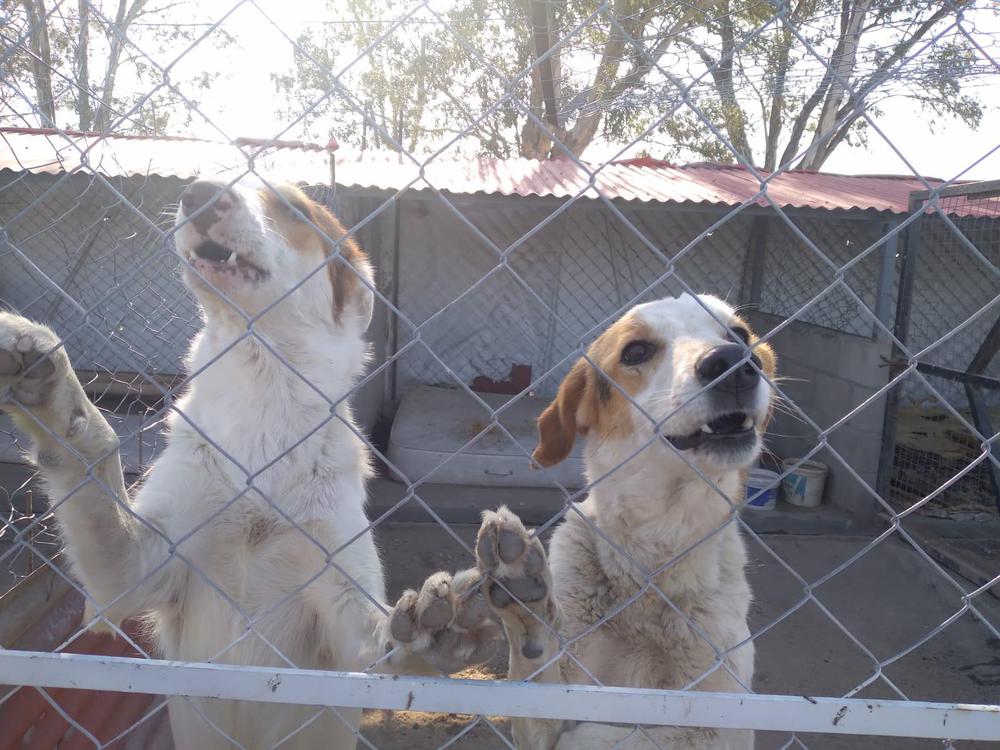 REGIONALES - Perros