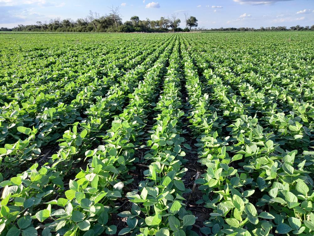 AGRO Soja