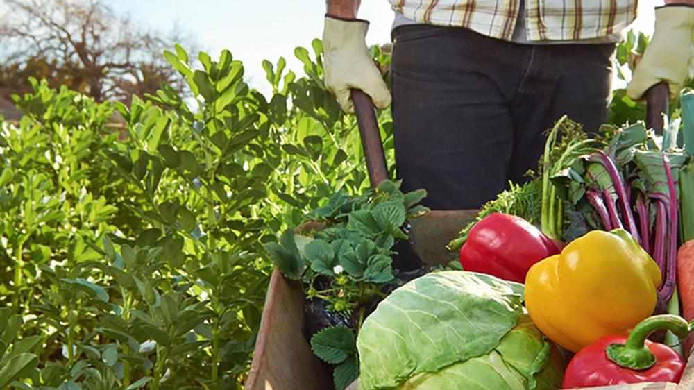 huerta
