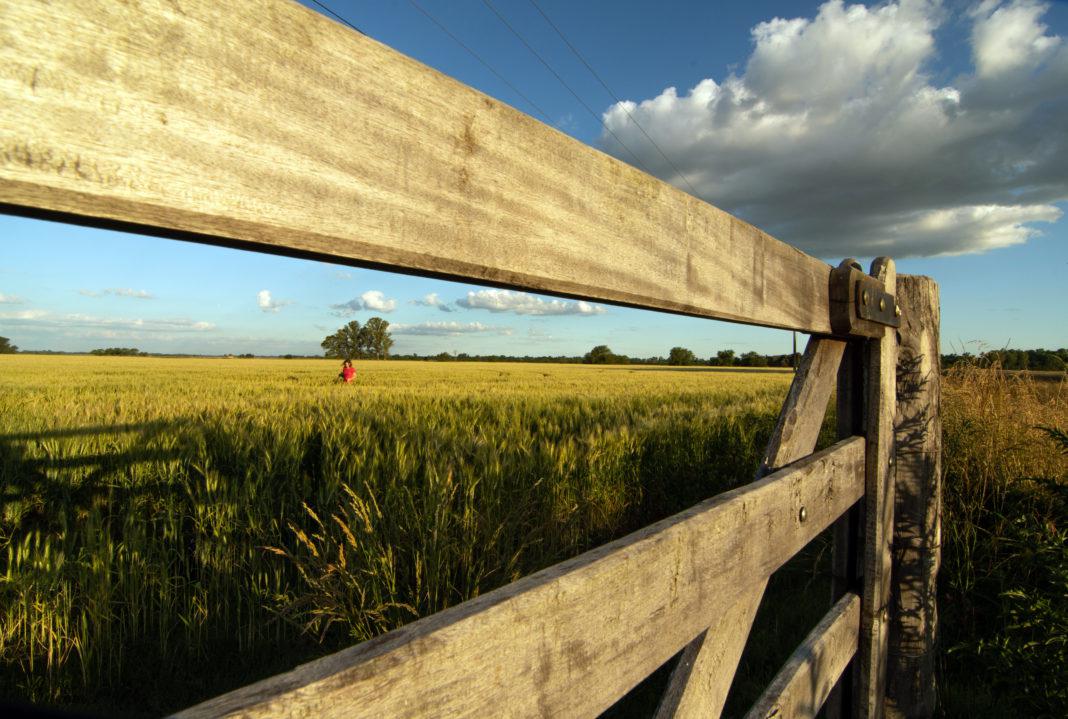 Campo