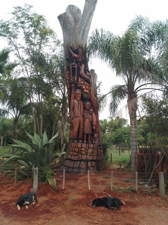REGIONALES - Arbol