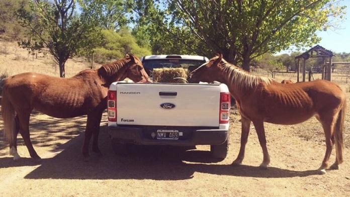 ayuda animales incendios forestales