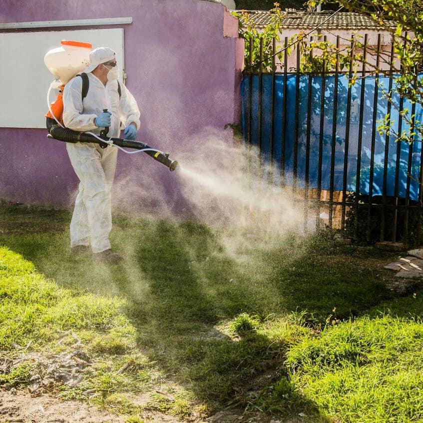 dengue