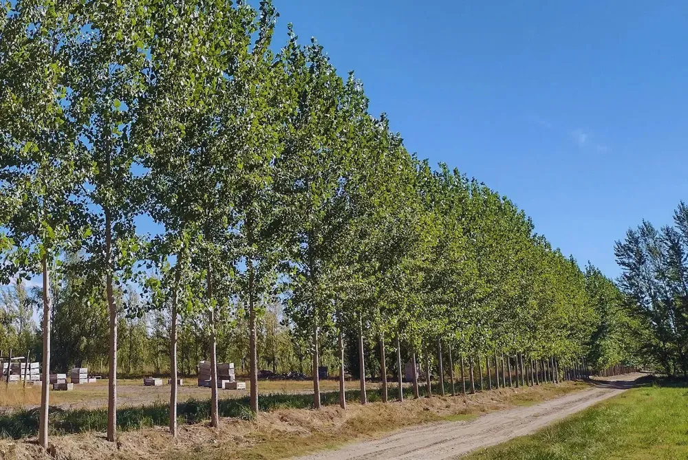 CORTINAS FORESTALES