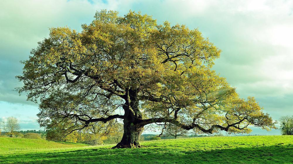 shutterstock_577672450