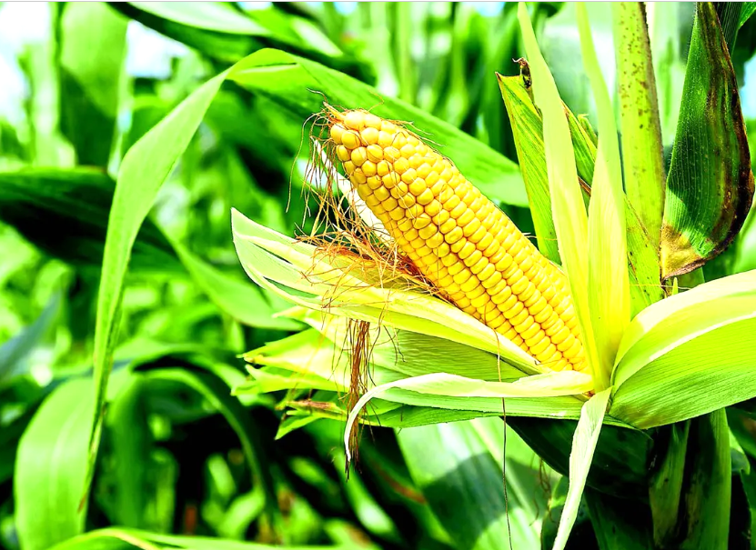 AGRO Congreso