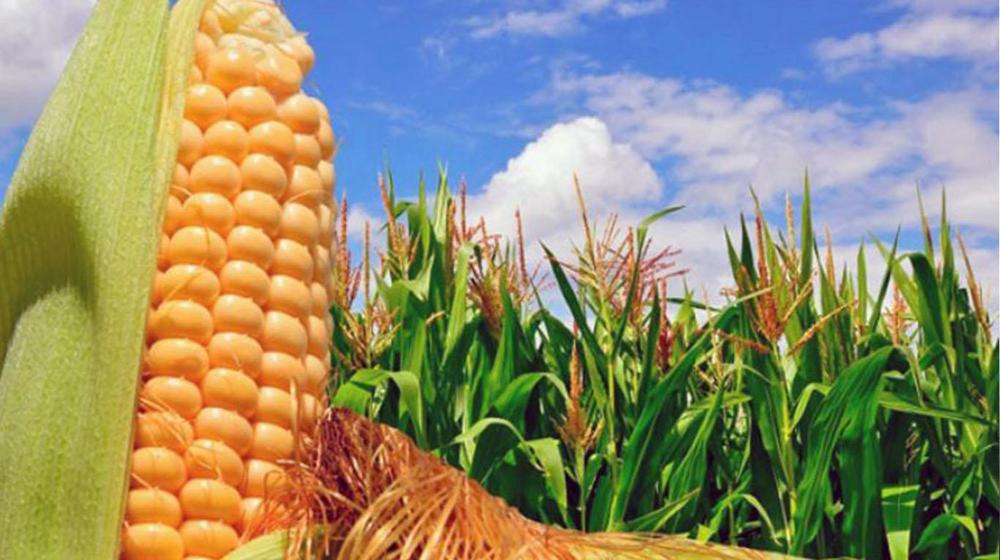 AGRO Maíz