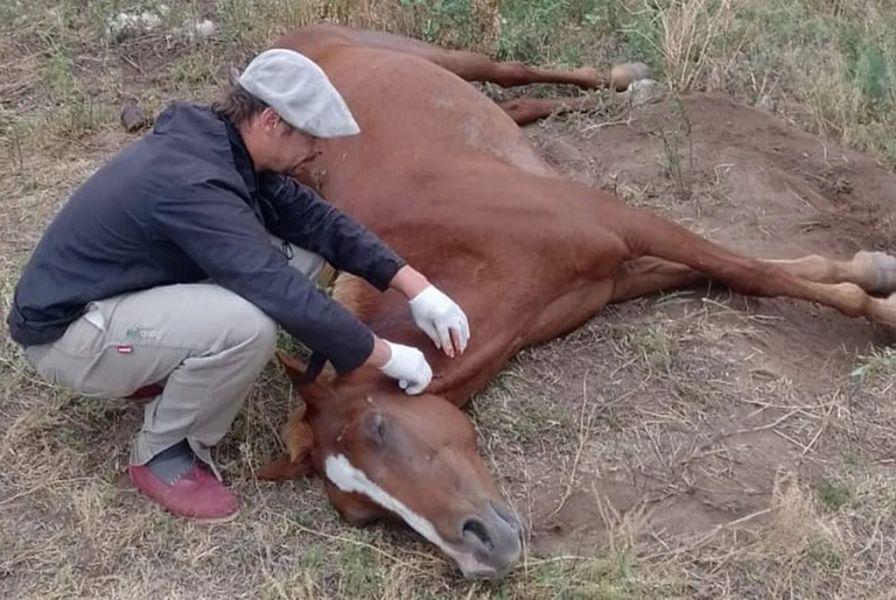 93449-se-confirma-un-caso-positivo-de-encefalomielitis-equina-en-salta