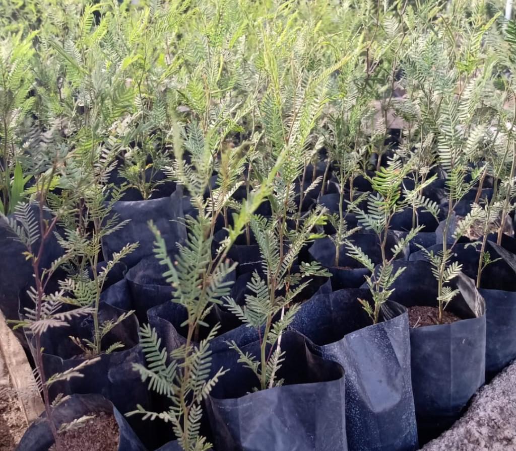 plantines