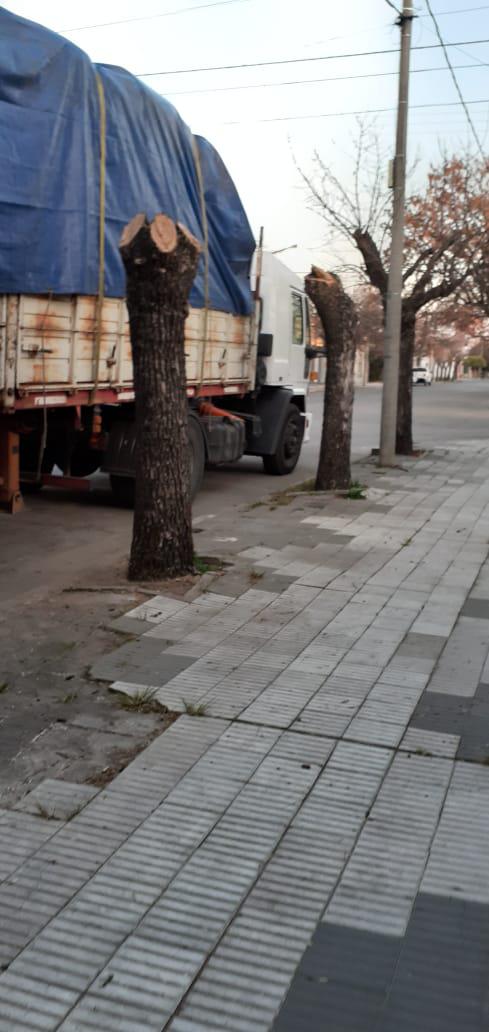 Árboles