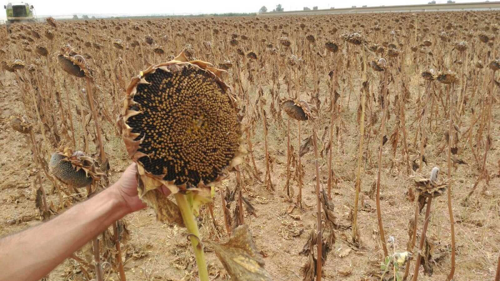 Girasol : culminó la cosecha y esperan mejores condiciones para la soja