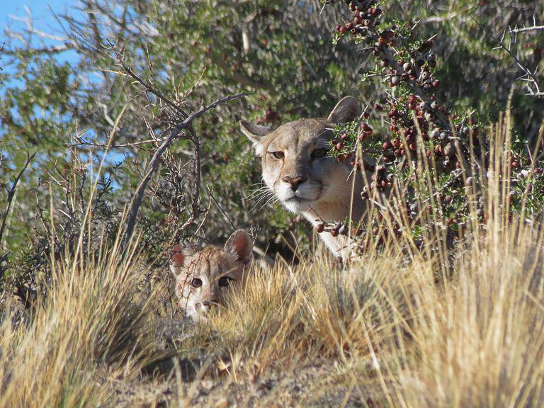 pumas
