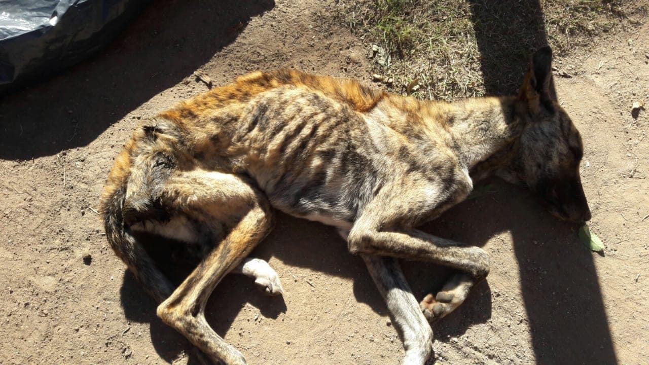Galgo1