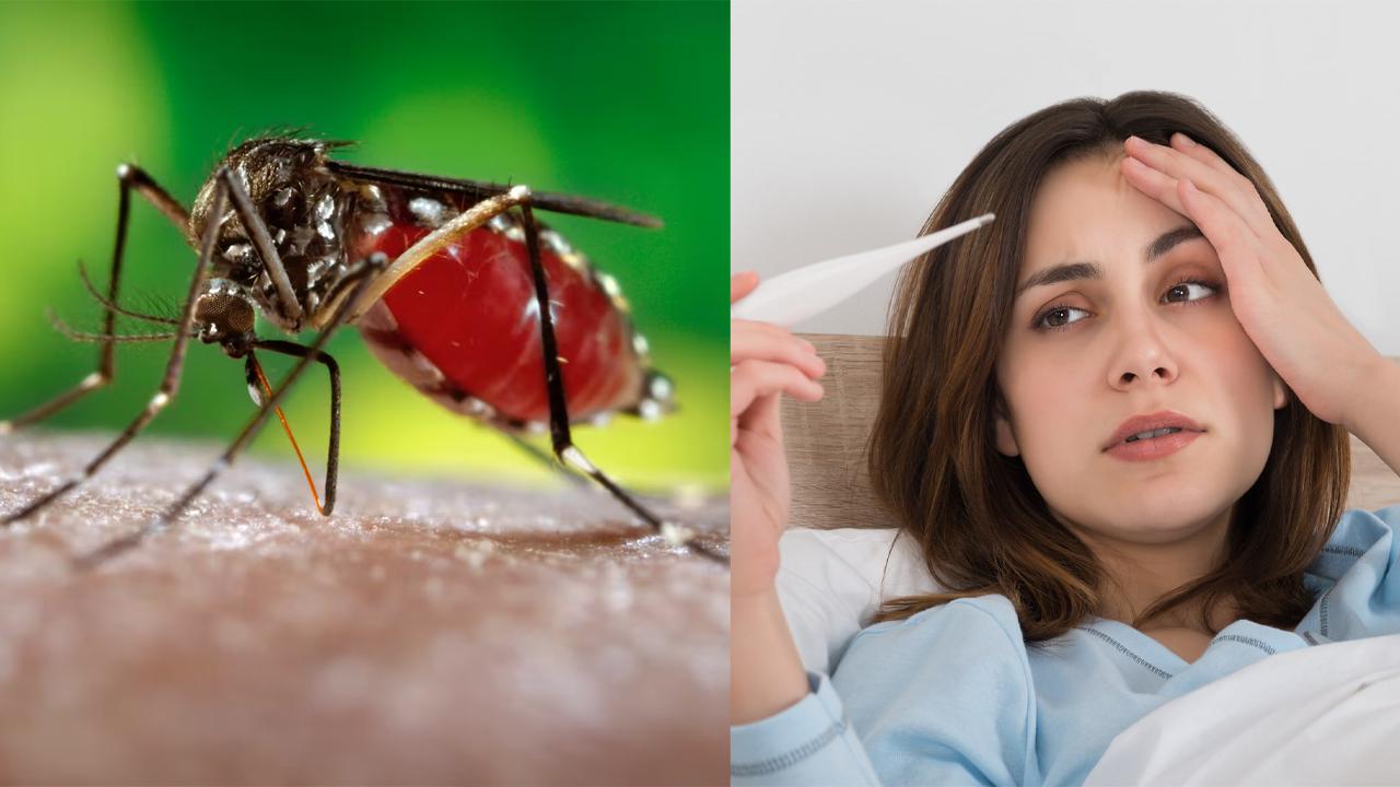 dengue-fever