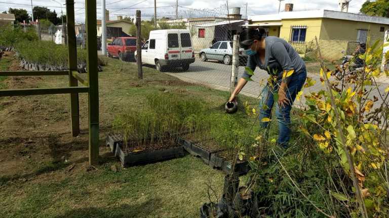 REGIONALES - Plantas