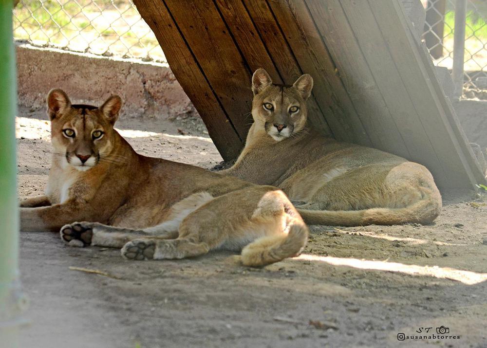 pumas
