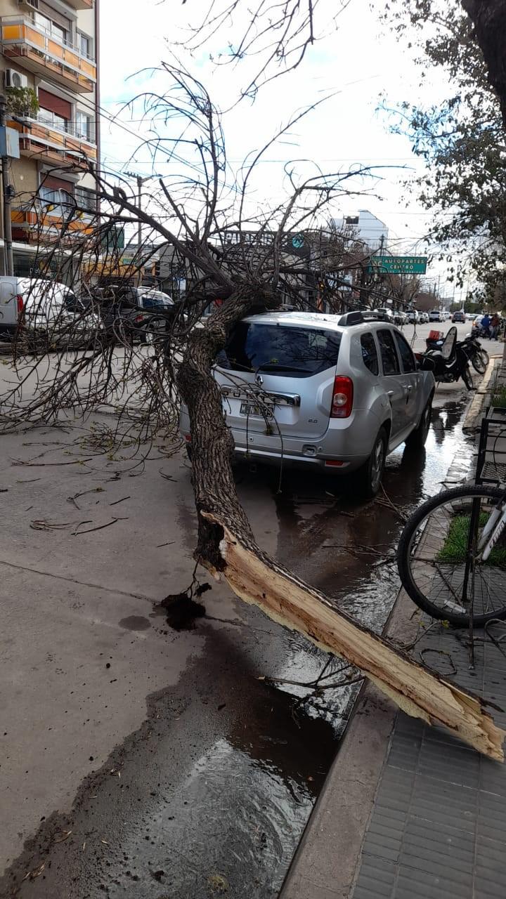arbol, 3
