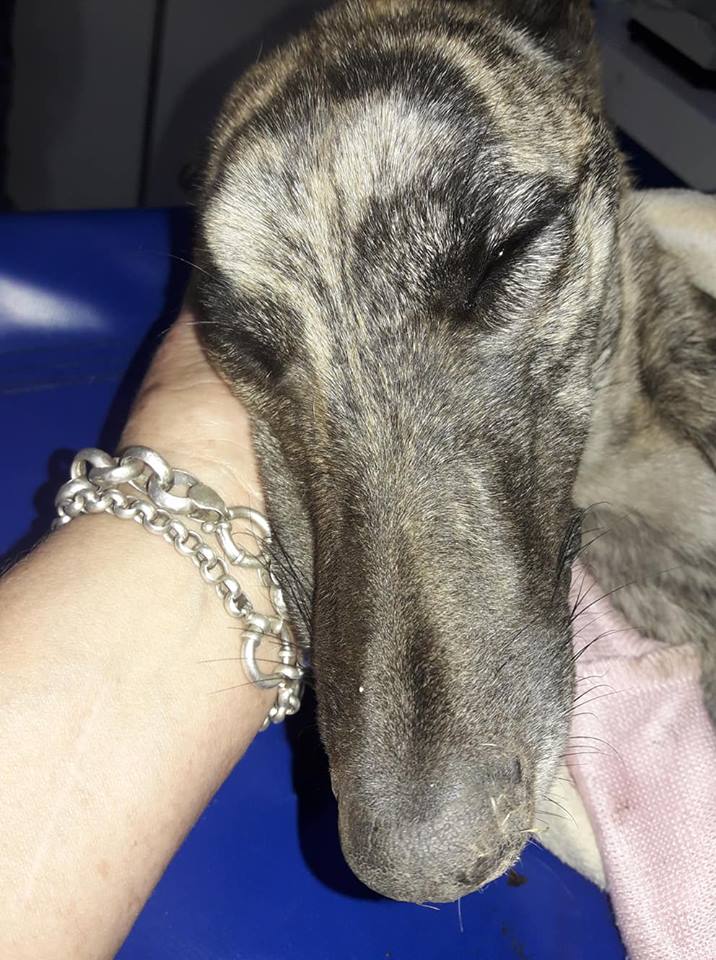 Galgo