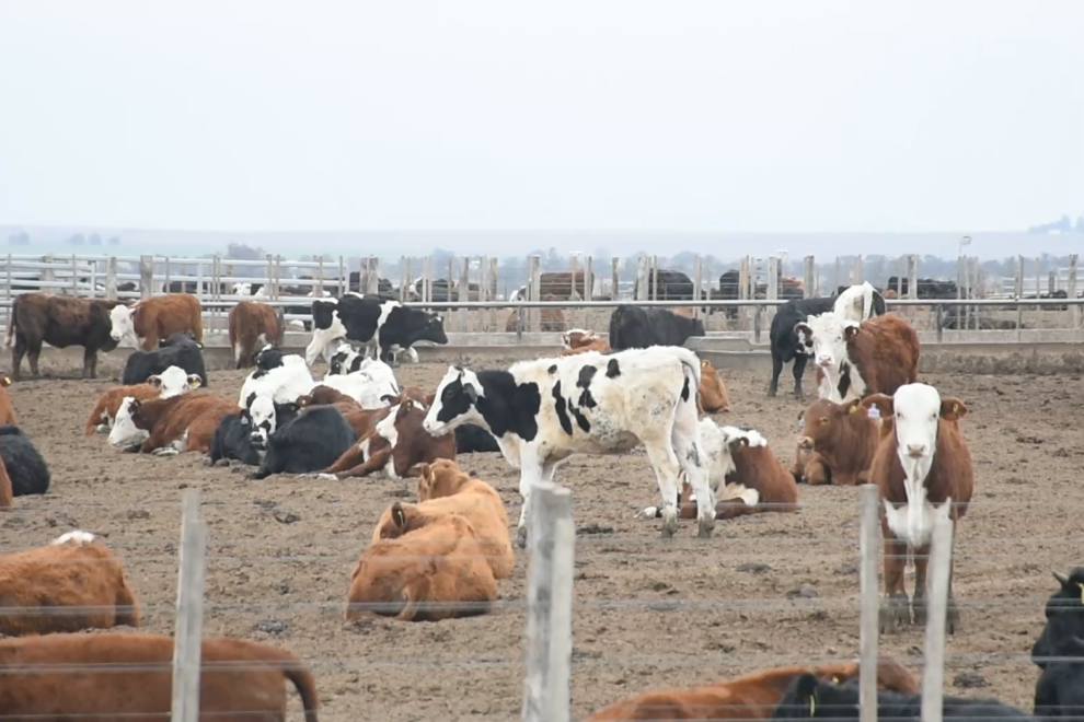 Residuos-Pecuarios-Vacas_00000_00000