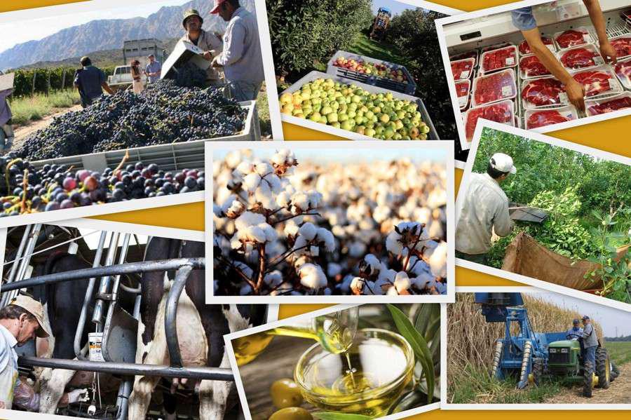 AGRO Cabo
