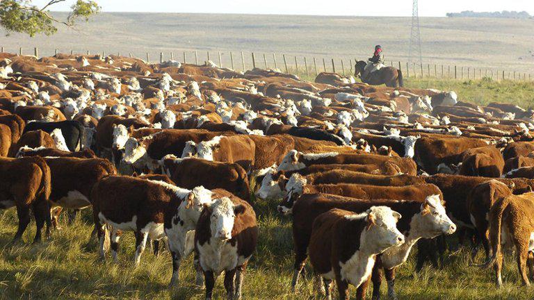 AGRO Ganadería