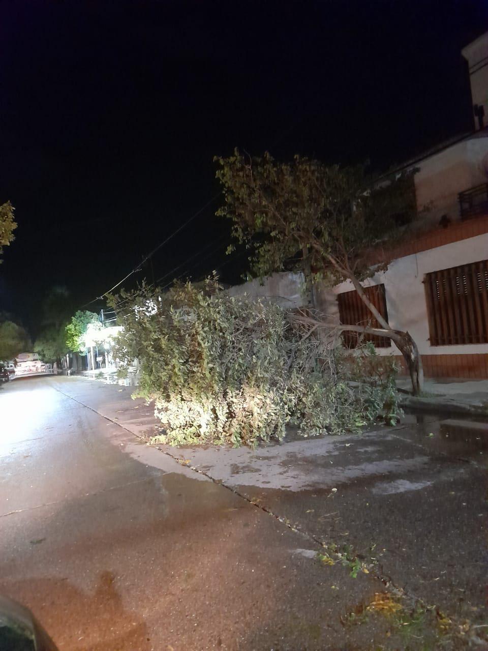 arbol
