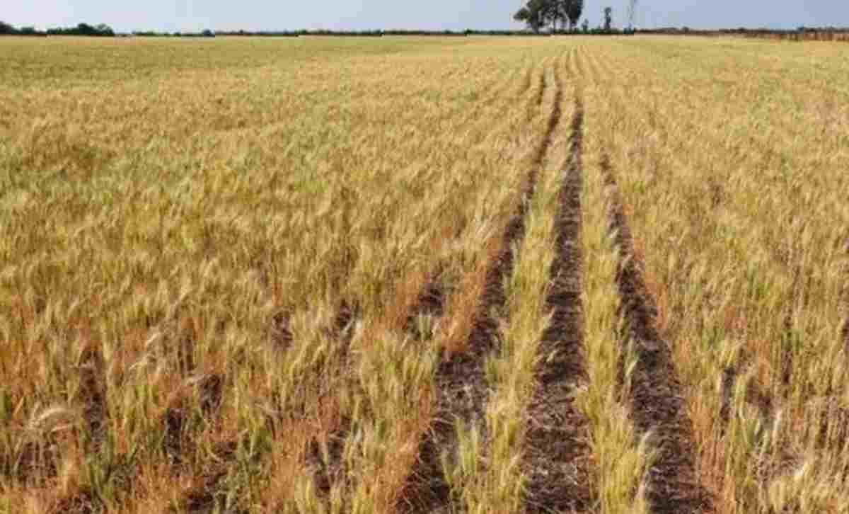 AGRO Sequía